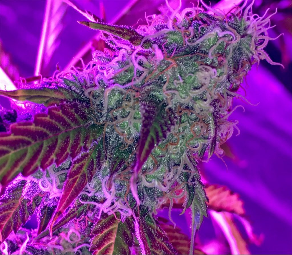 LSD by Barney's Farm