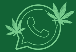 Cómo y dónde obtener / comprar hierba (cannabis) Entrega en israel