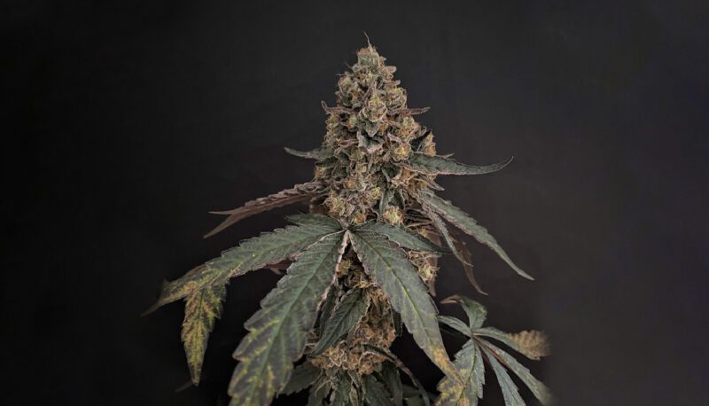Recommended Cannabis Strains *2026* - The Wildest Strains: The Complete List!