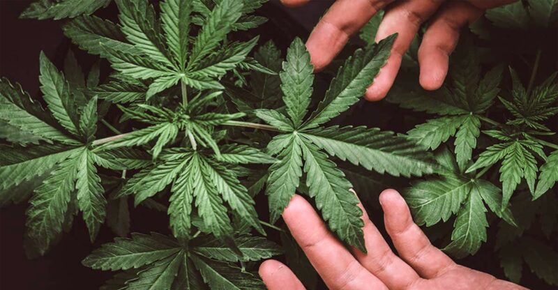גידול המפ (Hemp) בישראל - מה המשמעות? איך זה נראה?