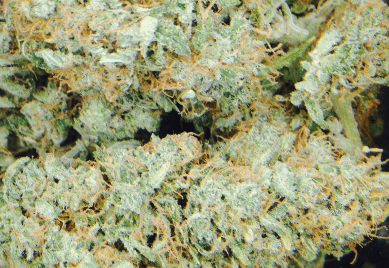 סאוור קוש (Sour Kush)