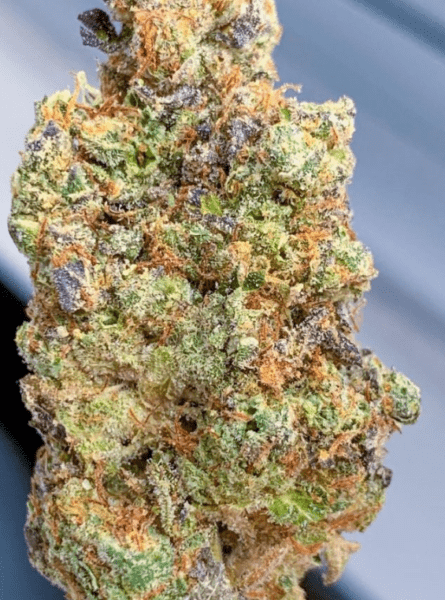 ג'י אמ או קוקיז (GMO Cookies) – מדריך מלא על הזן, THC, טעמים והשפעות