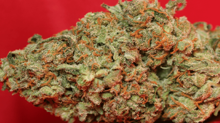 ג'ק הרר (Jack Herer)
