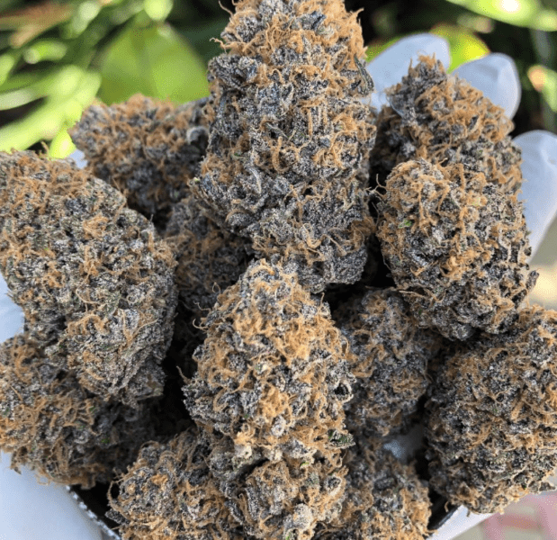 בלאק צ'רי פונץ' (Black Cherry Punch)