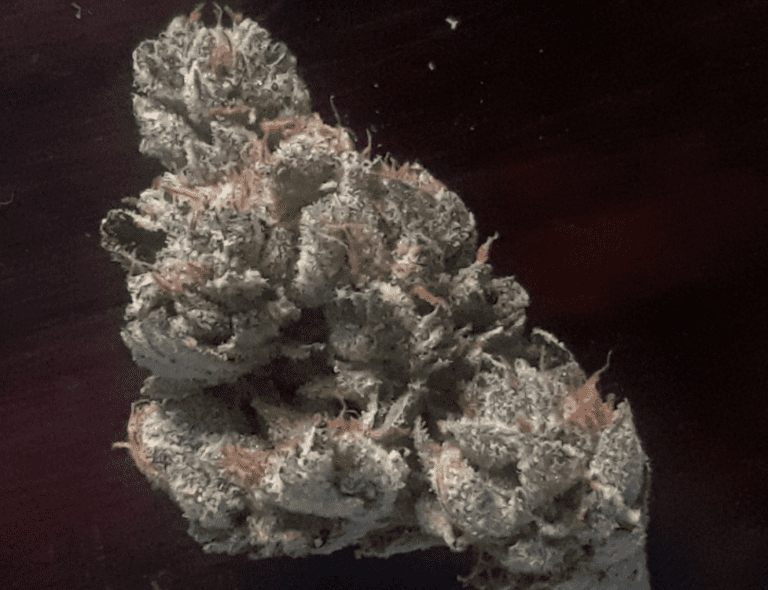 מאסטר קוש (Master Kush)