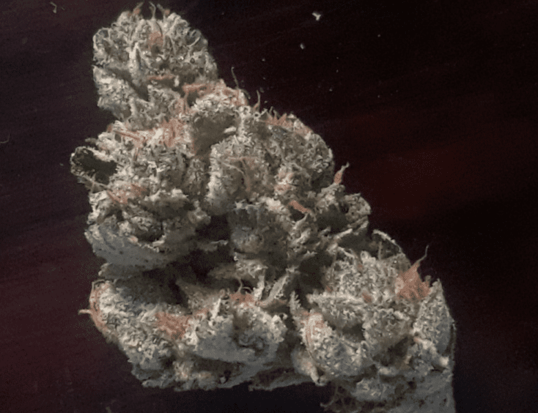 מאסטר קוש (Master Kush)