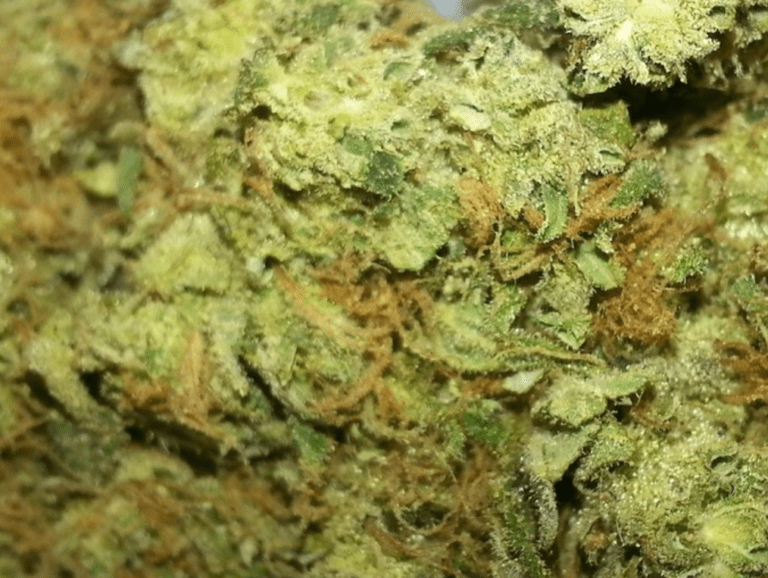 סאוור דיזל (Sour Diesel