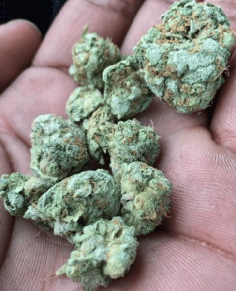גראנד מאסטר קוש (Grand Master Kush)