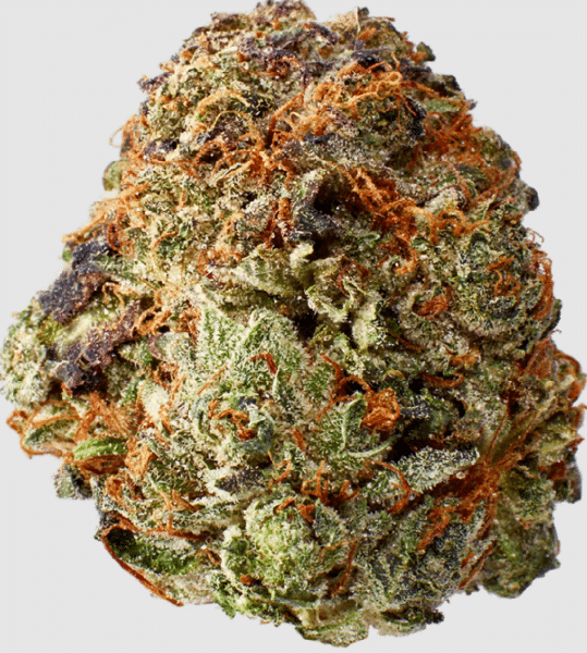 בי.סי פינק קוש (BC Pink Kush)