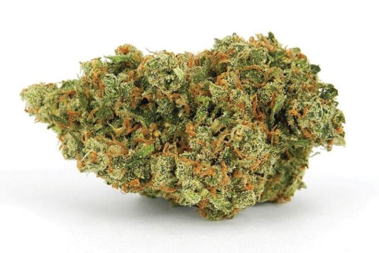 ג’ק הרר (Jack Herer)
