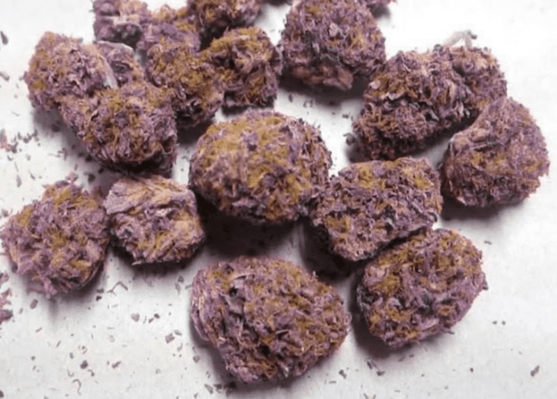 פרפל אורקל (Purple Urkle)