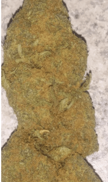 טנג'י (Tangie)
