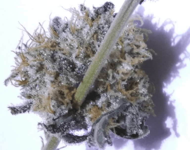 דאץ' טריט (Dutch Treat)