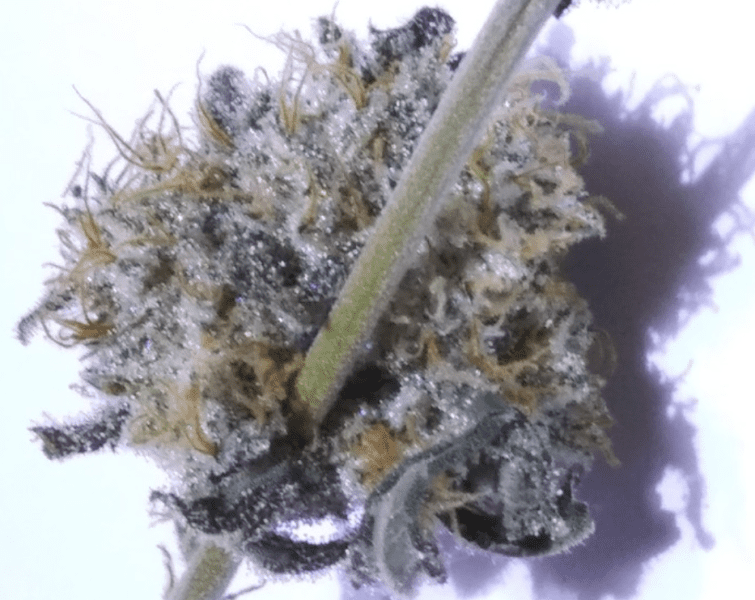 דאץ' טריט (Dutch Treat)