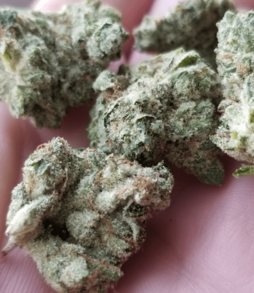 אוריג'ינל גלו (Original Glue/Gorilla Glue#4