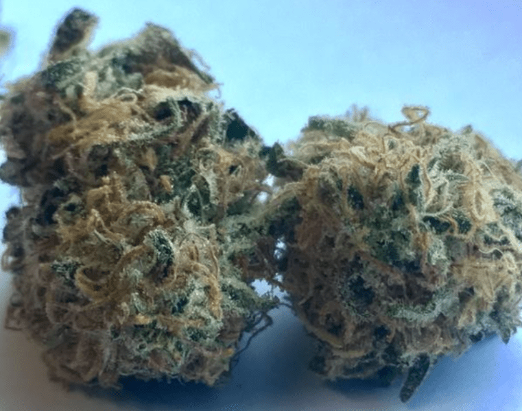 בלוברי (Bluberry)