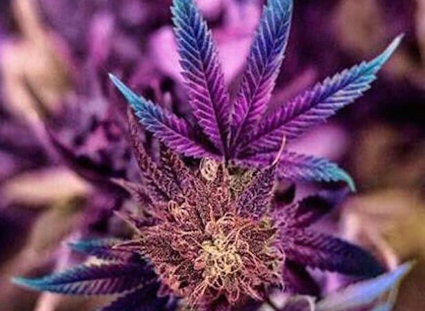 פרפל הייז (Purple Haze) זן וויד – חוות דעת – ביקורות