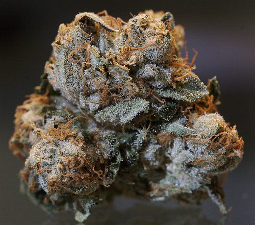 Kush קוש