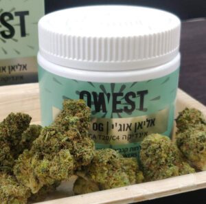 אליאן אוג'י (Alien OG) תפרחת קנאביס