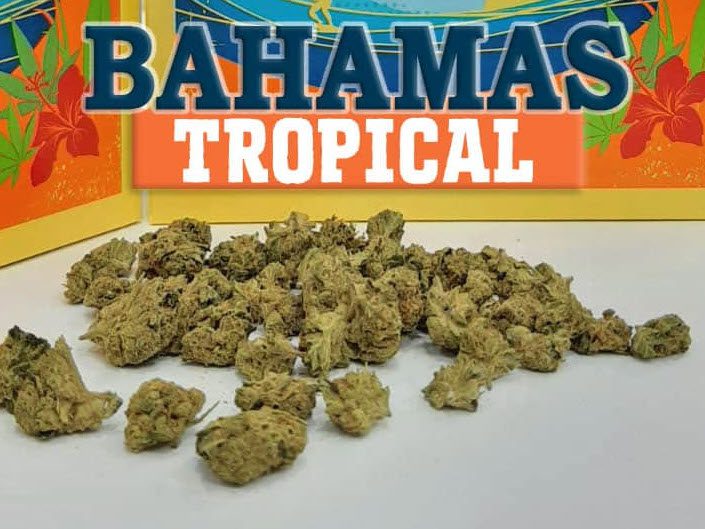 איי בהאמה (bahamas) תפרחת