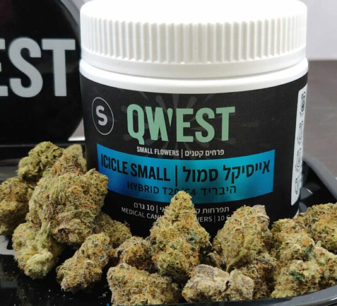 אייסיקל סמול (icicle Small) – קווסט (qwest) תפרחת