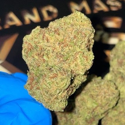 גראנד מאסטר קוש (grand Master Kush) תפרחת