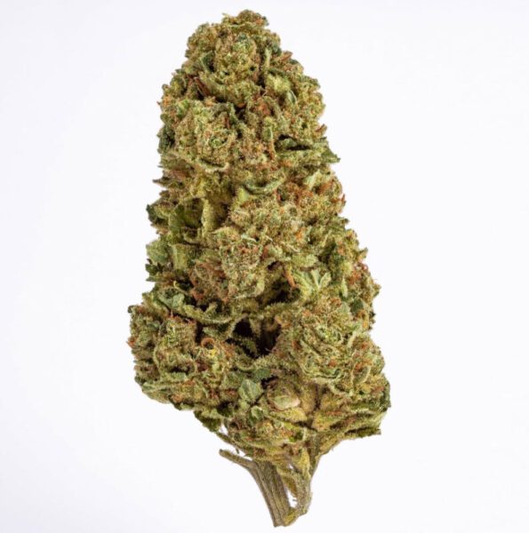 מאש קוש (mash Kush) תפרחת