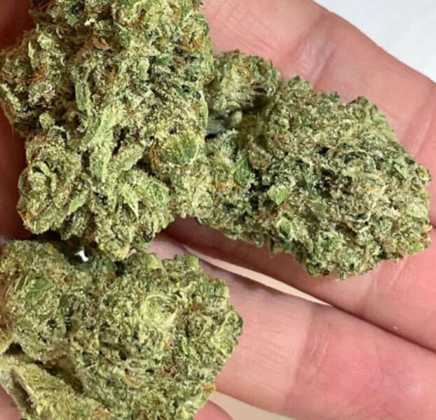 תפרחת פרל קוש Pearl Kush